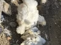 Silkie — zdjęcie 3