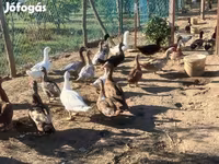 Ducks — Foto 6