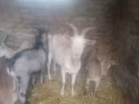 公山羊, Goats — 照片 5