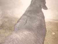 Қошқар, Hissar sheep — 3-сурет