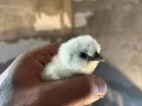 Silkie — zdjęcie 3