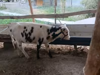 Bovinos (lote, sexo no especificado), Russian Black pied cattle — foto 1