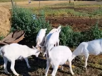母山羊, Goats — 照片 1