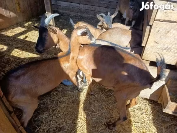 Goat, Goats — Hungary