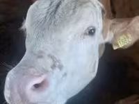 Bulle, Simmental cattle — Foto 2