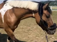 Caballo, Caballos — foto 1