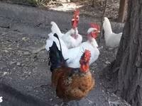 Chickens — 照片 4