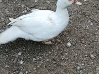 Ducks — 6. fotó