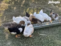 Ducks — Foto 3
