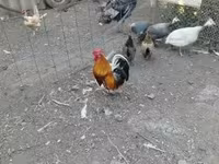 Chickens — الصورة 3