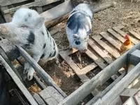 公猪 — 照片 2