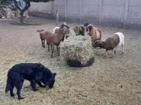 Kos, Cameroon sheep — 3. fotó