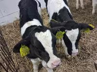 Buğa, Russian Black pied cattle — foto 5