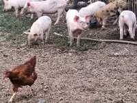 Pigs (batch, sex not specified), Pigs — photo 4