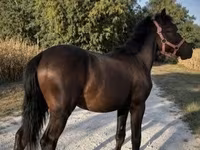 Hing, Lovak — 3. fotó