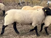 मेढ़ा, White Suffolk sheep — फ़ोटो 4