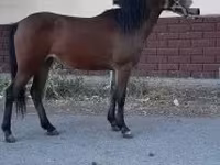 Kobyła, Konie — zdjęcie 2