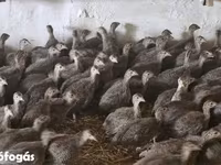 Guinea fowl — Foto 1