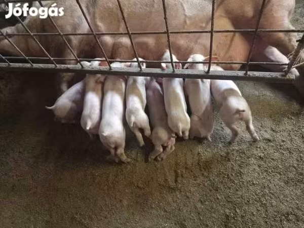 Pigs (batch, sex not specified), Pigs — Hungary