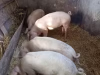 Süldőanya, Крупная белая — 1. fotó