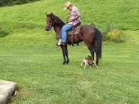 Hing, Rocky Mountain Horse — 5. fotó