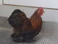 Pekin Bantam — 5. fotó