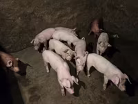 Boar, Pigs — photo 2
