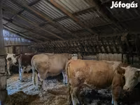 Cow, Simmental cattle — photo 2