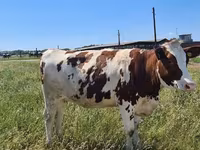 بقرة, Russian Black pied cattle — الصورة 8