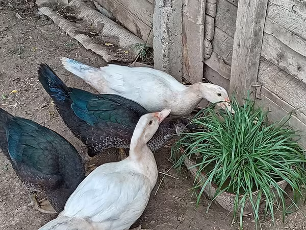 pato criollo doméstico