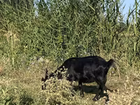 عنزة, Czech Brown Shorthaired goats — الصورة 5