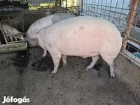 Eber, Крупная белая — Foto 1