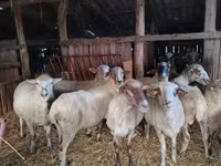 母羊, Ile-de-France sheep — 照片 8