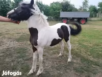 Hing, Hucul pony — 3. fotó