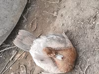 Ducks — Foto 2