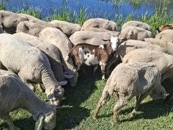Kozel, Kozy — Maďarsko