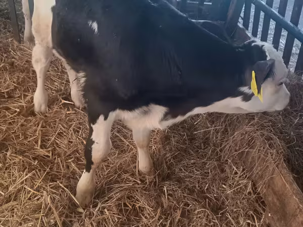 Bika, Simmental cattle