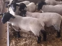 Widder, White Suffolk sheep — Foto 4