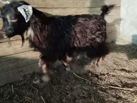 Cabro, Cabras — foto 3