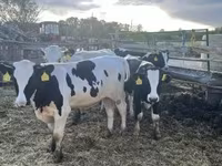 Bulle, Holstein-Rasse — Foto 3