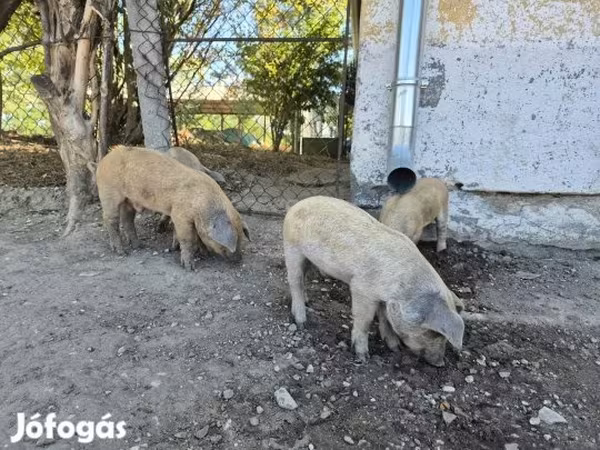 公猪, Мангалица