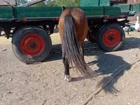 Jument, Chevaux — photo 2
