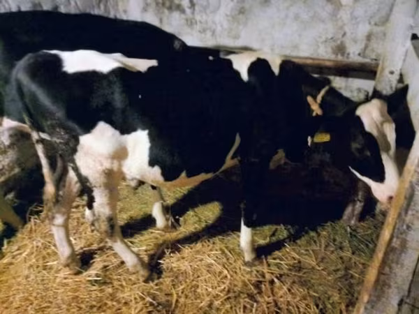母牛, Russian Black pied cattle — 匈牙利