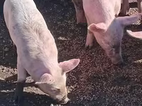 Porcs (lot, sexe non indiqué), Porcs — photo 2