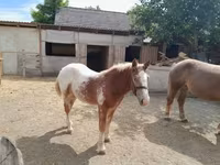 Cheval, Chevaux — photo 3