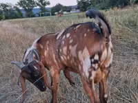 Kozel, Nubian Goat — foto 5