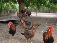 Chickens — 3-сурет