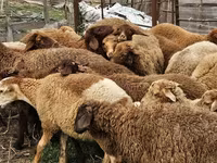 Owce (partia, płeć nieokreślona), Karabakh sheep — zdjęcie 4
