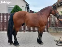 Hengst, Pferde — Foto 1