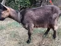 Bak, Kecskék — 6. fotó
